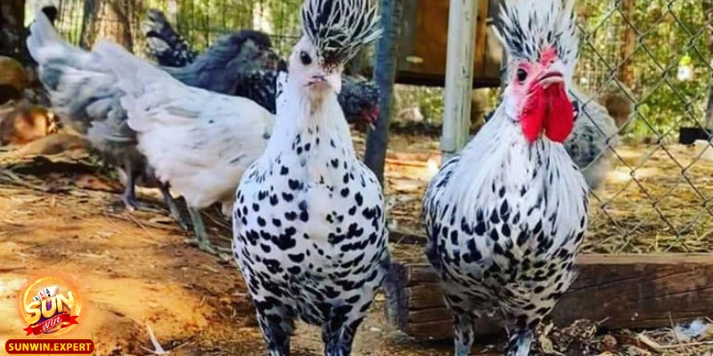 Mơ Thấy Gà Rừng Giải Mã Những Ý Nghĩa Sâu Sắc Từ Giấc Mơ 3 Con số may mắn cần tham khảo khi mơ thấy gà rừng