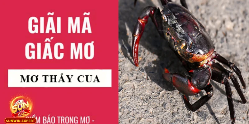 Mơ Thấy Cua - Giải Mã Ý Nghĩa Giấc Mơ Và Những Điều Thú Vị 1 Mo thay cua