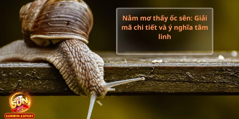Mơ Thấy ốc - Khám Phá Giấc Mơ Và Ý Nghĩa Tiềm Ẩn Thú Vị 1 Mo thay oc