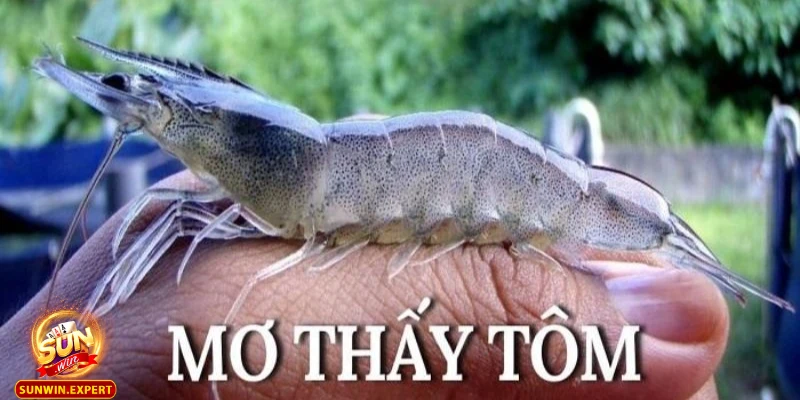 Mơ Thấy Tôm - Giải Mã Ý Nghĩa Cùng Thông Điệp Từ Giấc Mơ  1 Mo thay tom