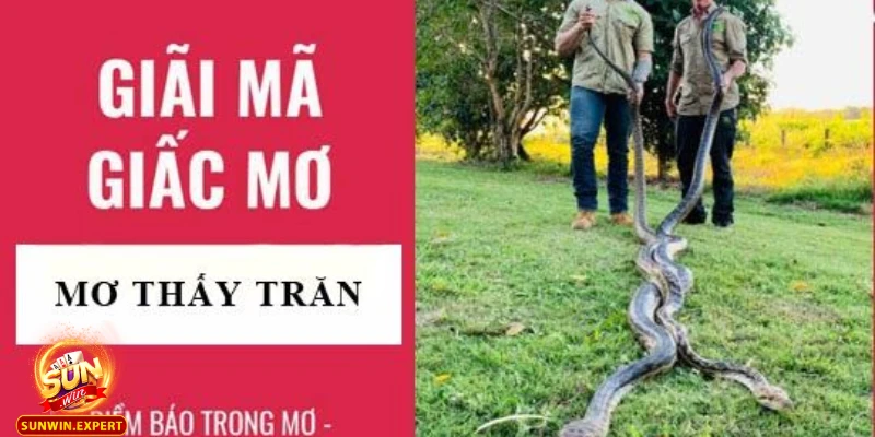 Mơ Thấy Trăn - Giải Mã Giấc Mơ Và Những Ý Nghĩa Đặc Biệt 7 Mo thay tran