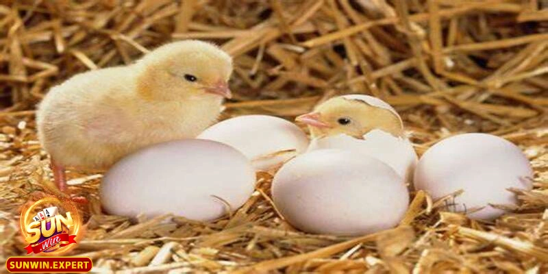 Mơ Thấy Trứng Gà - Những Điềm Báo Và Ý Nghĩa Sâu Xa Giấc Mơ 4 Cảnh báo về sự mất mát hoặc mất cơ hội