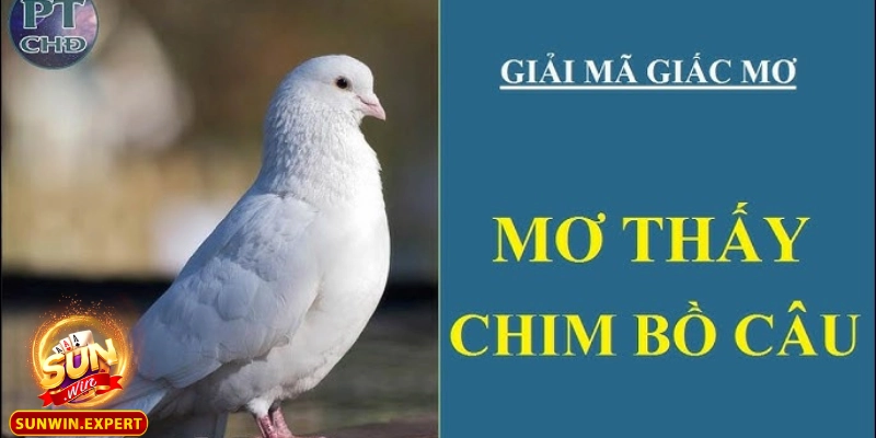 Mơ Thấy Chim Bồ Câu Có Ý Nghĩa Gì Và Những Giải Mã Hấp Dẫn 4 Chim bồ câu bay lượn xung quanh bạn trong giấc mơ