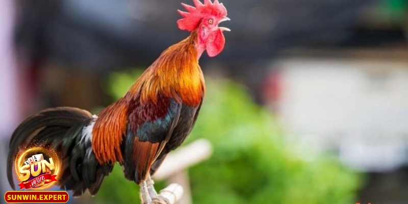 Mơ Thấy Gà - Giải Mã Điềm Báo Và Ý Nghĩa Sâu Xa Của Giấc Mơ 4 Dấu hiệu của sự kết thúc và tái sinh