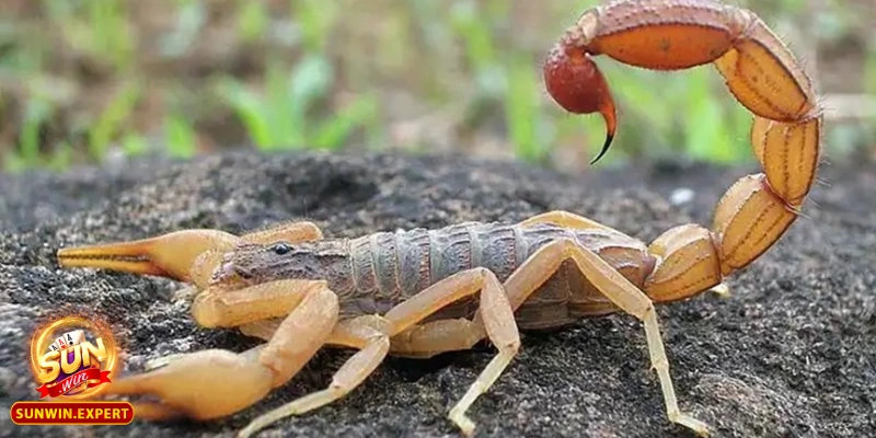Mơ Thấy Bò Cạp - Điềm Báo Ẩn Giấu Và Giải Mã Giấc Mơ Độc Đáo 3 Giải mã các tình huống mộng thấy bò cạp và ý nghĩa cụ thể