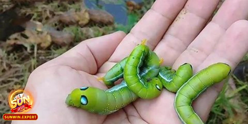 Mơ Thấy Sâu - Giải Mã Giấc Mơ Và Những Điềm Báo Ẩn Chứa 4 Lời khuyên từ giấc mơ thấy sâu để thay đổi cuộc sống