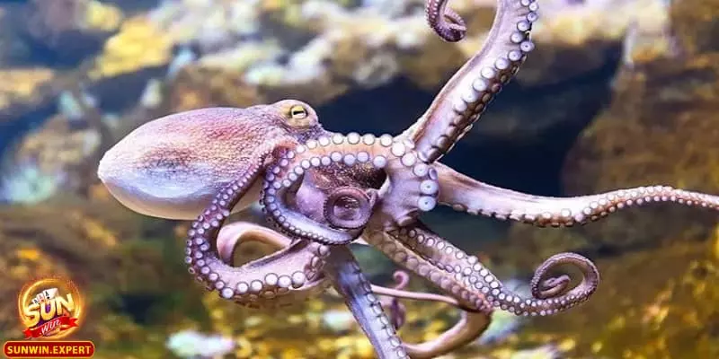 Mơ Thấy Bạch Tuộc – Những Bí Mật Đằng Sau Giấc Mơ Kỳ Lạ 2 mo thay bach tuoc