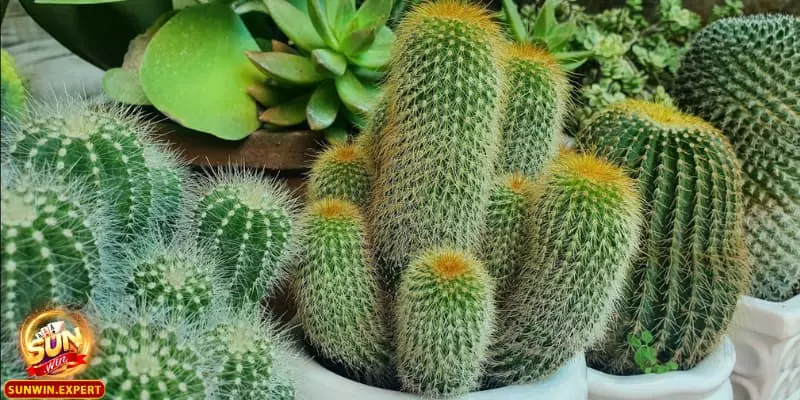 mo thay cay xuong rong