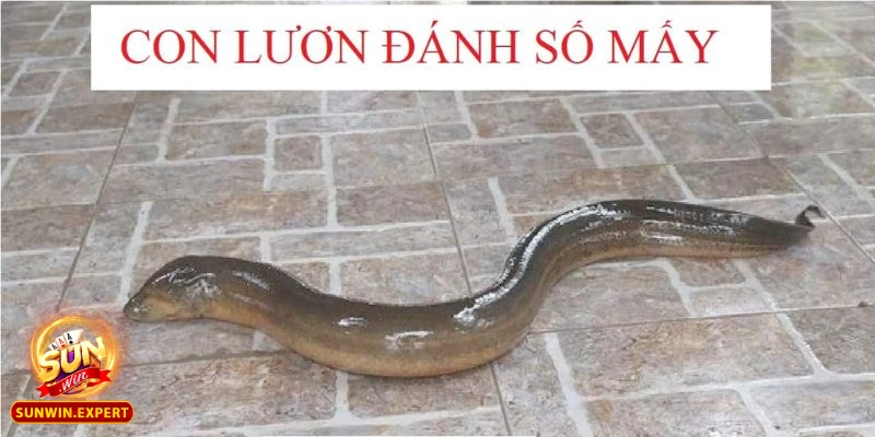 Khám Phá Ý Nghĩa Giấc Mơ Thấy Lươn Đánh Con Gì Cho Lô Thủ 1 mo thay luon danh con gi