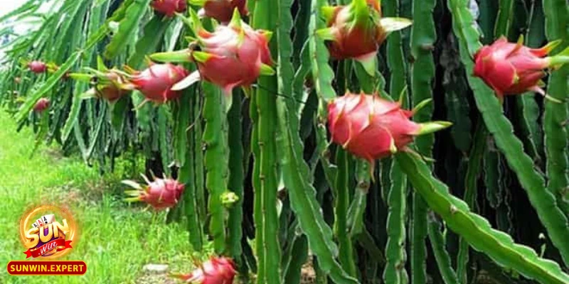 Mơ Thấy Thanh Long - Giải Mã Giấc Mơ Và Các Điềm Báo Thú Vị 3 Mơ thấy thanh long - Biểu tượng của sự tươi mới và hy vọng