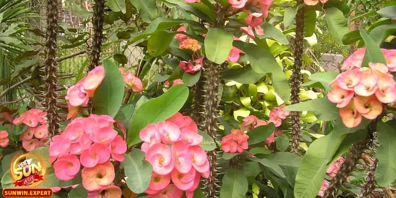 Mơ Thấy Cây Xương Rồng - Liệu Rằng Đây Là Điềm Báo Xấu 3 Vậy mơ thấy cây xương rồng là điềm lành hay điềm dữ?