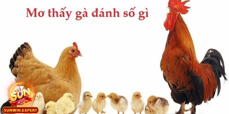 Mơ Thấy Gà - Giải Mã Điềm Báo Và Ý Nghĩa Sâu Xa Của Giấc Mơ 2 Ý nghĩa của việc mơ thấy gà trống gáy